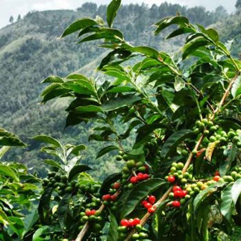 Bali-coffee-plantation